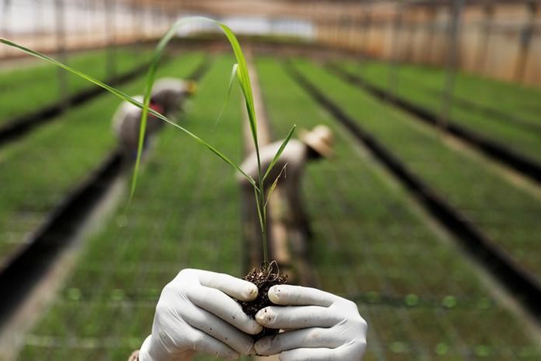 Un premio Nobel de Economía insta a digitalizar el agro en América Latina - Infocate, actualidad sobre tecnología en Iberoamérica